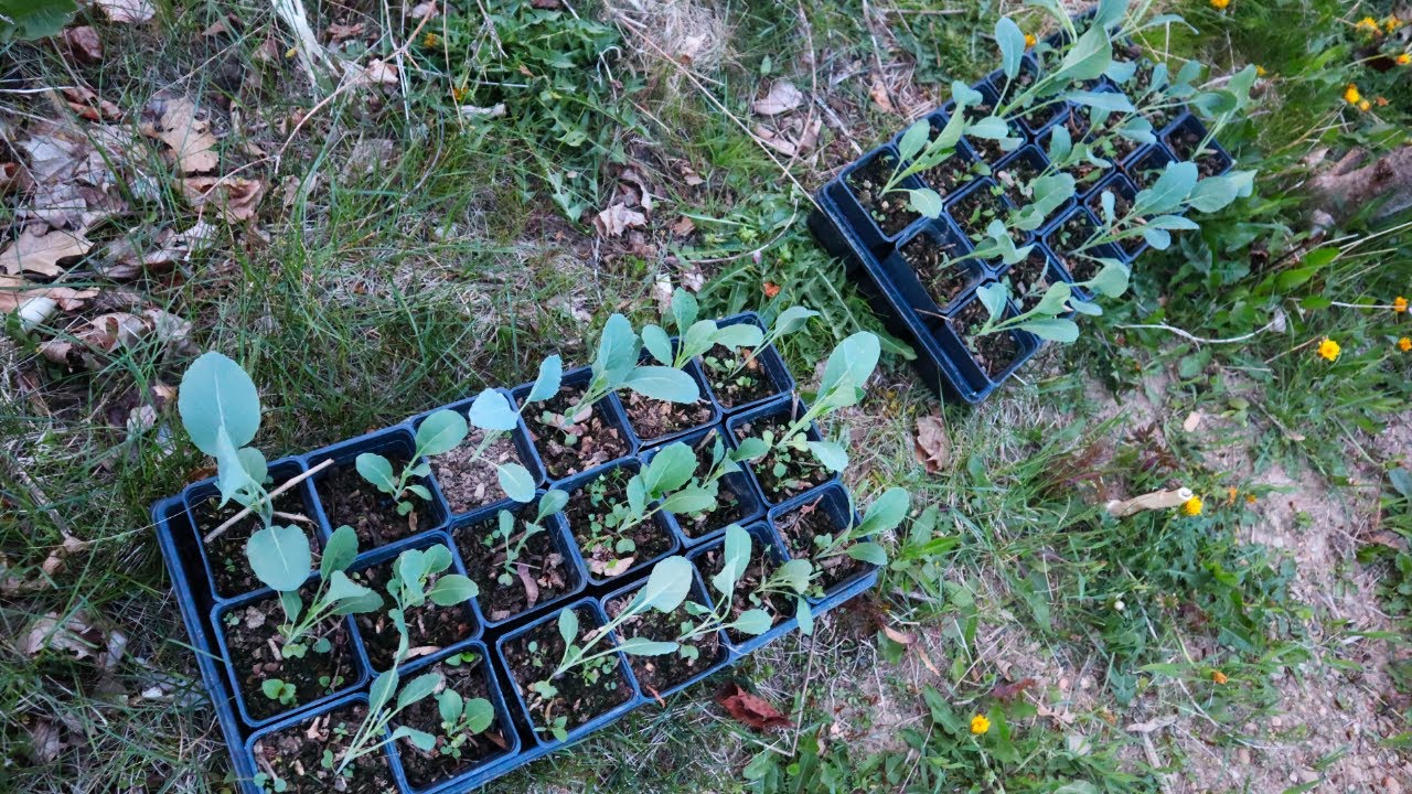 Mischkultur-Experimente f&uuml;r die Anbausaison 2025! Blumenkohl, Bohnen, S&uuml;&szlig;kartoffeln und mehr!