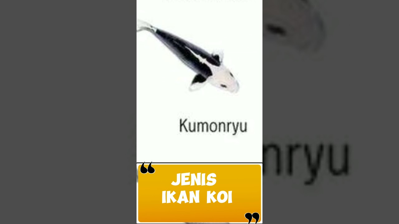 ikan koi yang harus kamu tahu 