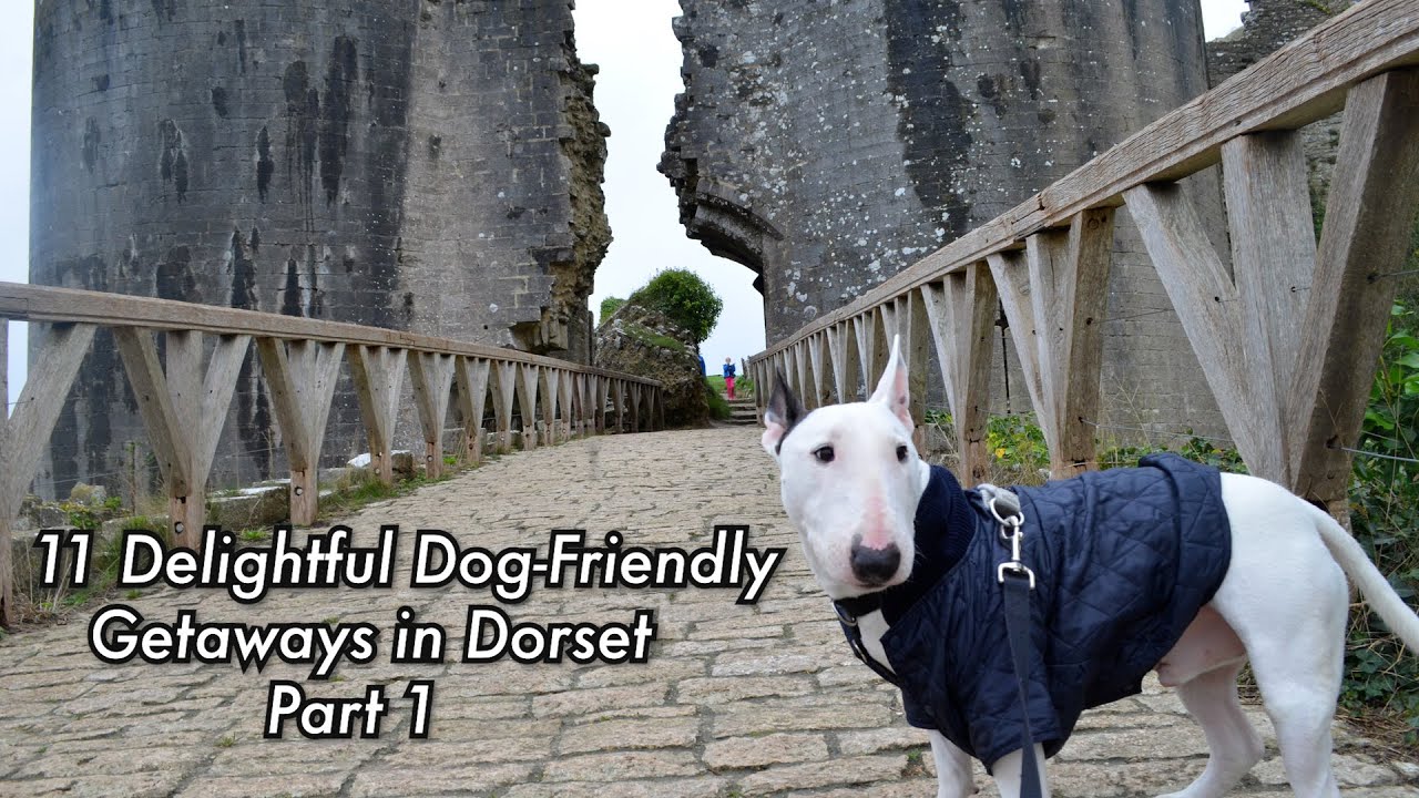 11 Delightful Dog-Friendly Dorset Getaways! Part 1!