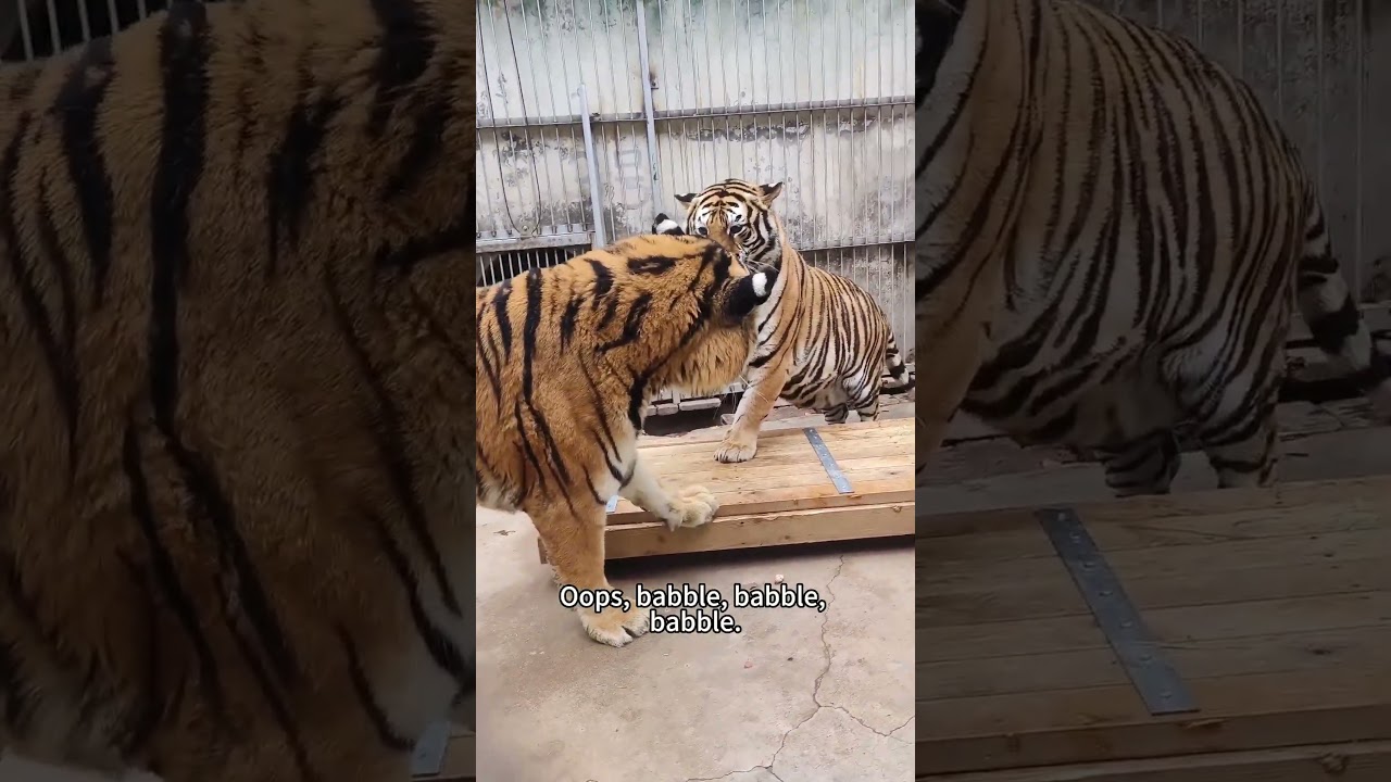 The Tiger King was really happy to see the beautiful female tiger.🐯❤️ 