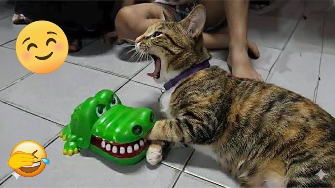Try Not To Laugh 🍍 Funniest Cats & Dogs 😻 Funny Animals