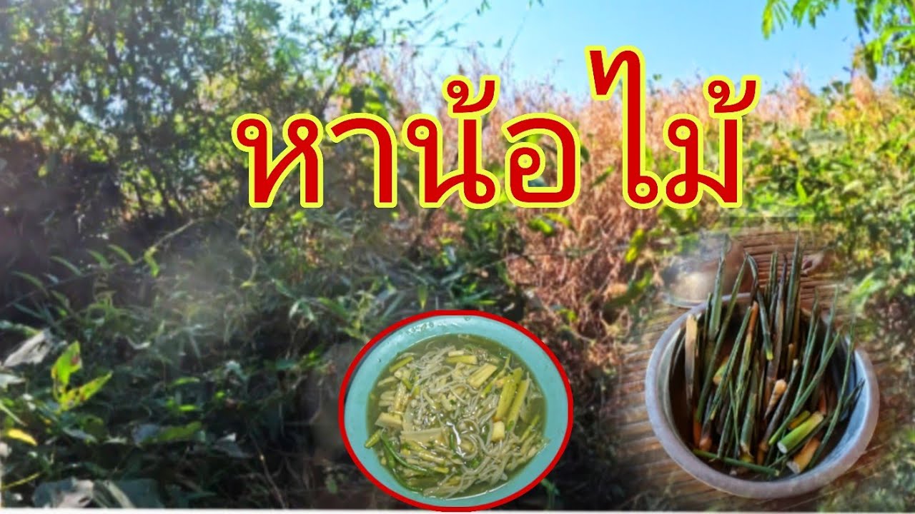 หาน้อไม้กับบ่าวทอน14 กุมภาพันธ์ ค.ศ. 2026