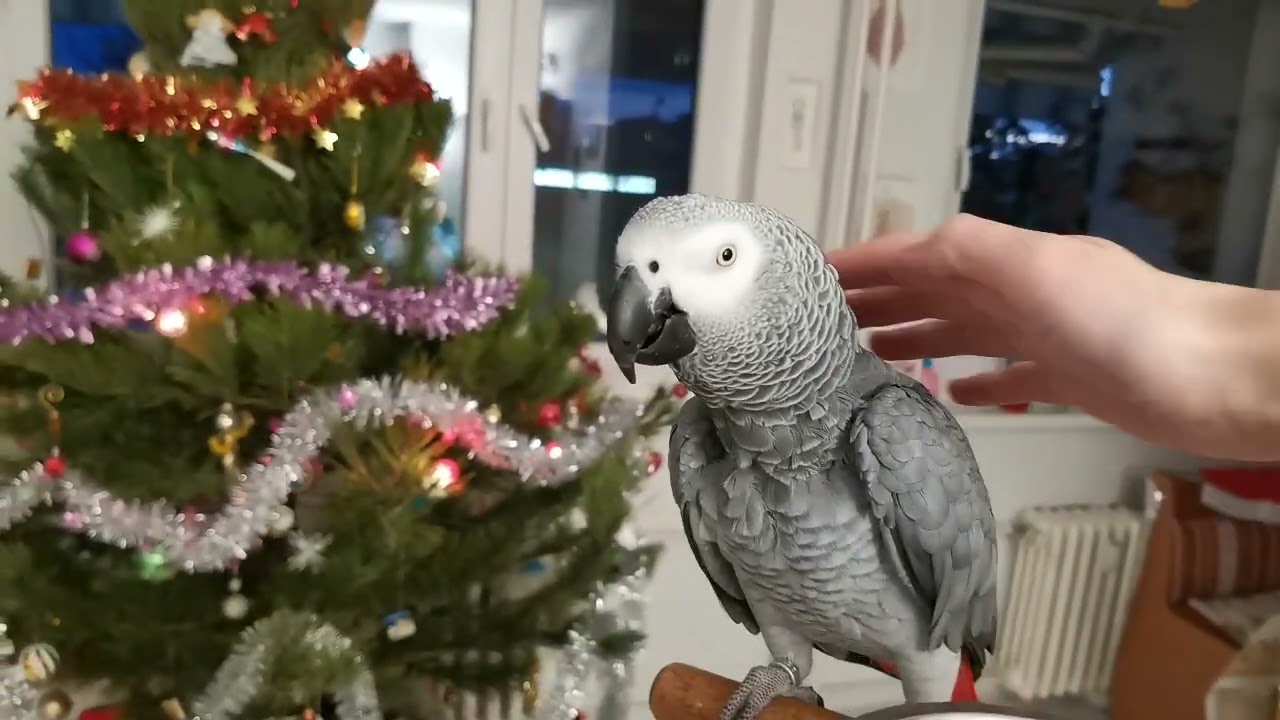 Kubík se seznamuje s plyšovým papouškem