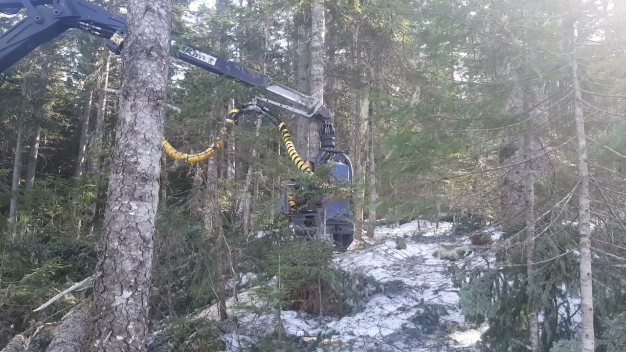 Пробую пилить на Rottne H11D. три дня работы перед переездом.