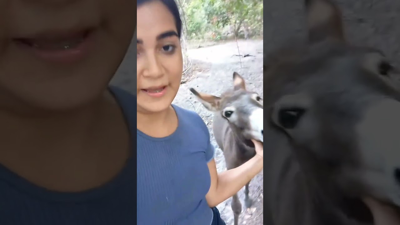Unbelievable! My Donkey Wants a Hug! 🫏❤️