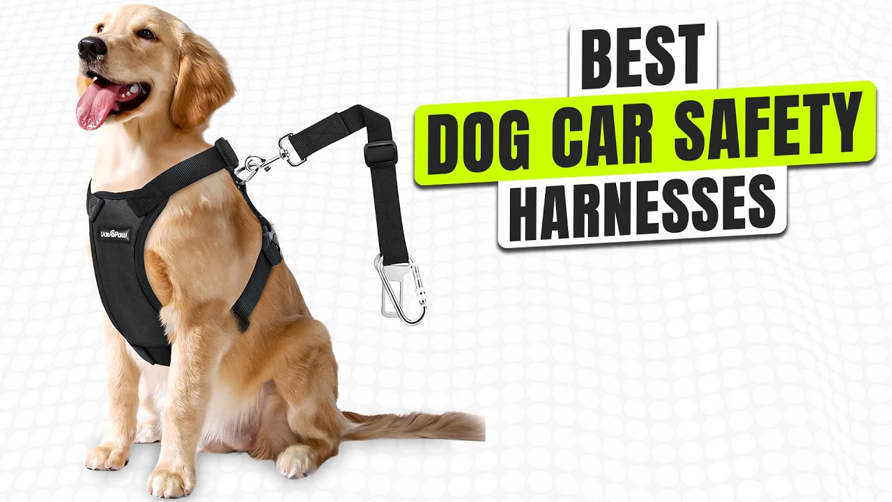 3 BEST Dog Car Safety Harnesses