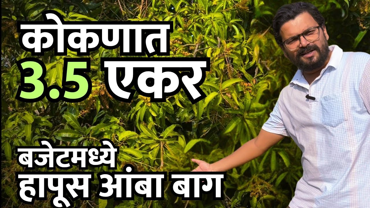 कोकणात 3.5 एकर हापूस आंबा बाग विकणे आहे