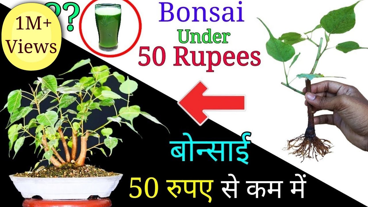 How to make Bonsai tree under 50 Rupees | Easily create bonsai at home
