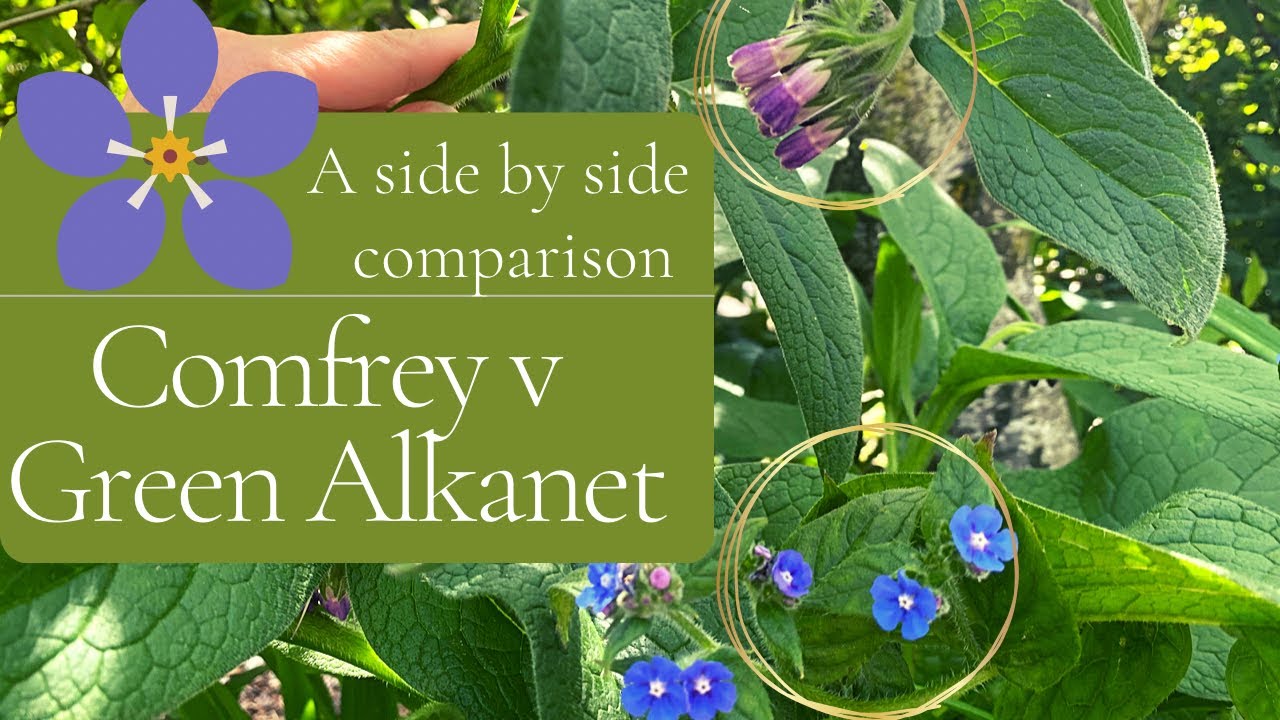 Comfrey v Green Alkanet: Side by Side Comparison of 2 Often-Confused Plants