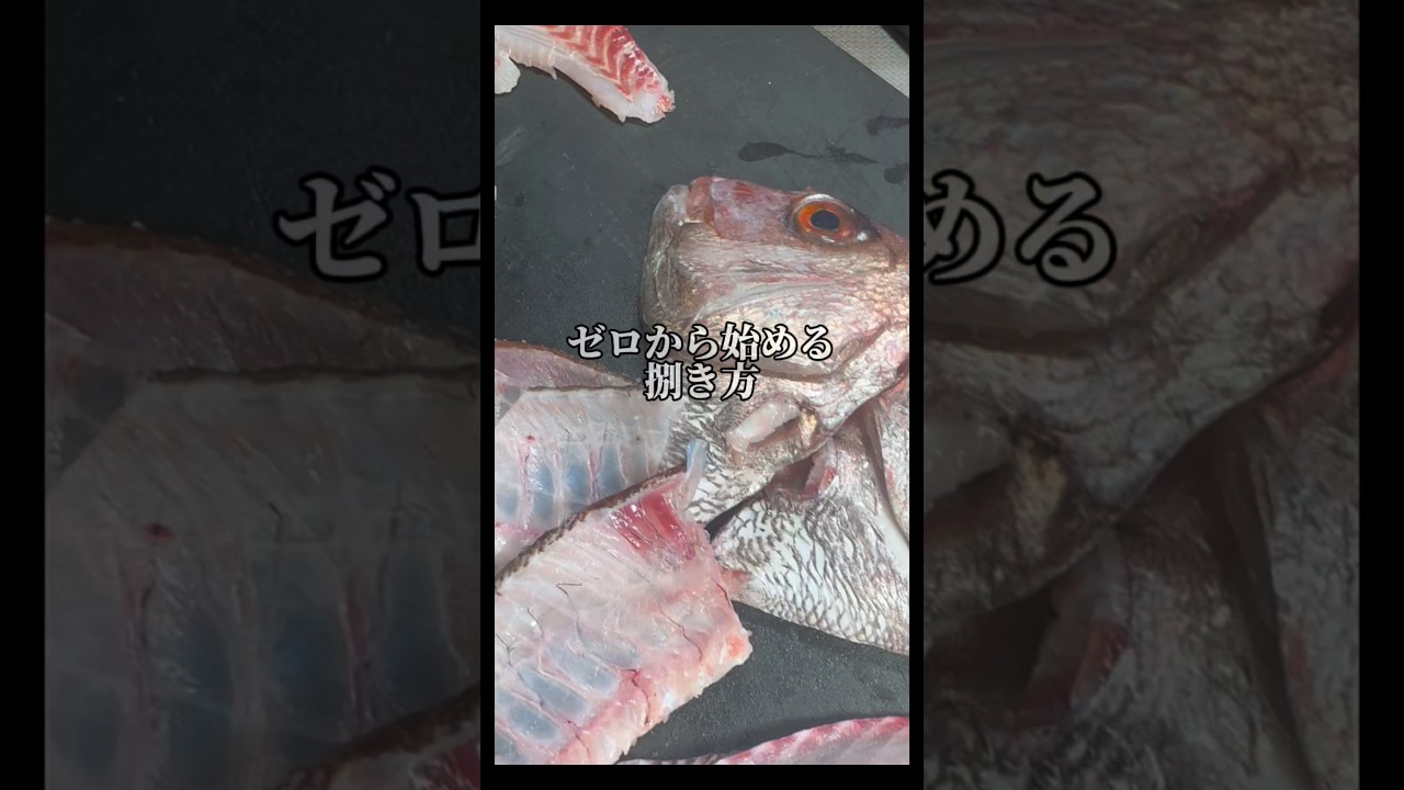 【鯛の捌き方】魚捌きに挑戦したいって人は参考に✨最初から高価な道具無くても大丈夫🙆#asmr #真鯛#魚