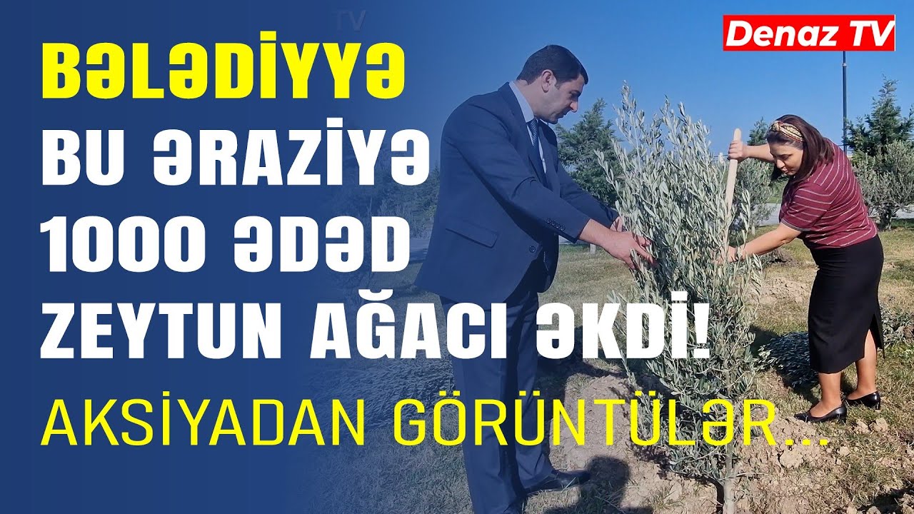 Sumqayıt Bələdiyyəsi Tərəfindən Zəfər G&uuml;n&uuml; İlə Bağlı Bulvar Ərazisində 1000 Ədəd Zeytun Ağacı Əkilib