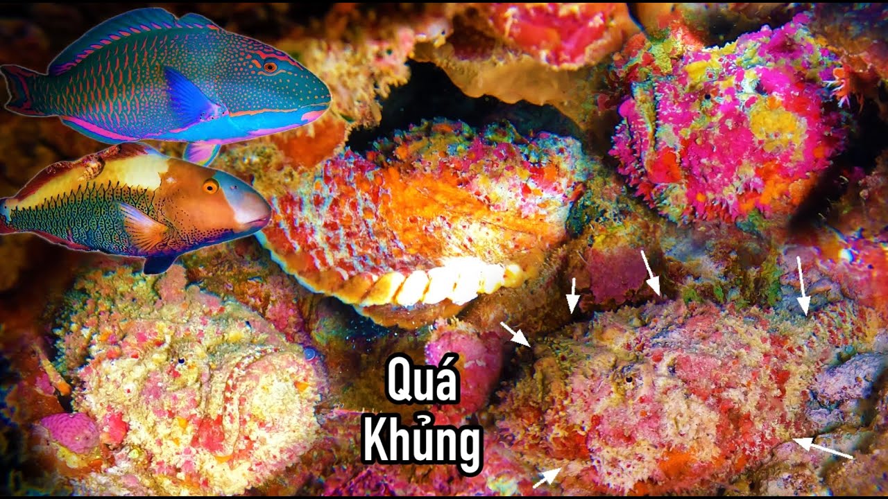 LẶN ĐÊM TẠI ĐẢO LOẠI TA VIỆT NAM BỊ PHILIPPEN CHẾM ĐÓNG TRÁI PHÉP| TRÚNG LỚN CÁ MẶT QUỶ SIÊU GIÁ TRỊ