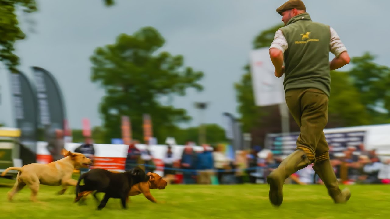 PROFESSIONAL GUNDOG DISPLAY At The Scottish Game Fair