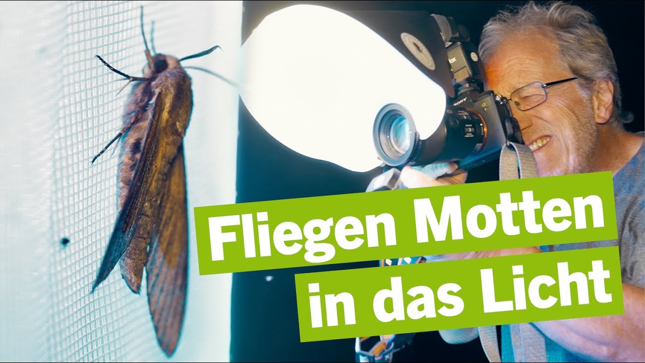 Verlorene Vielfalt? Was Nachtfalter über die Natur in Berlin erzählen– Museums-Evolution