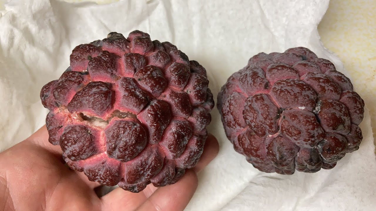 Tasting a Big Red Sugar Apple (Annona squamosa)