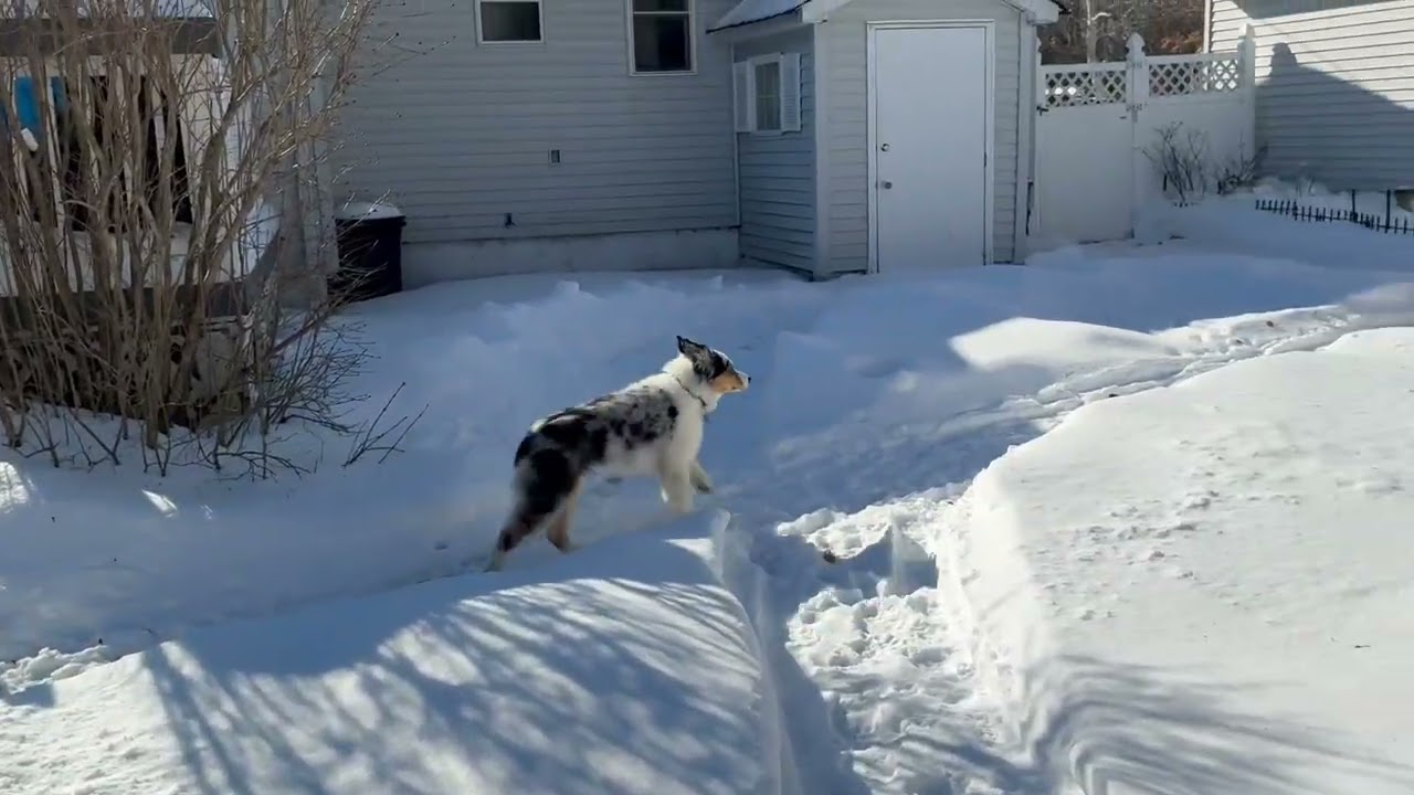 Ollie likes the snow trails
