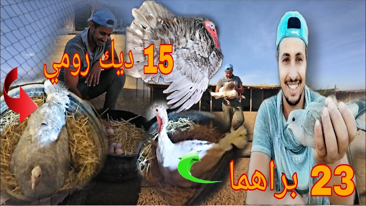 تحضين ديك رومي ( بيبي ) على 38 بيضة من البراهما و ديك رومي ضيف جديد طريقة تحضين