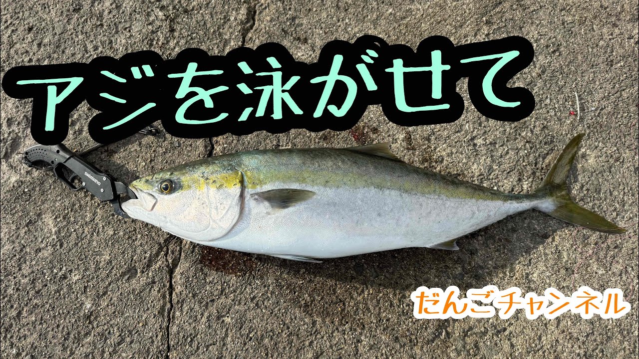 【釣行】アジを泳がせてブリ釣りました！