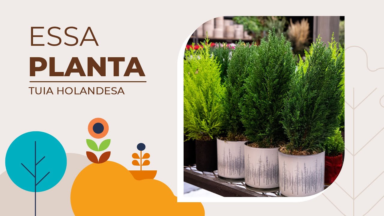 Essa planta: Tuia Holandesa