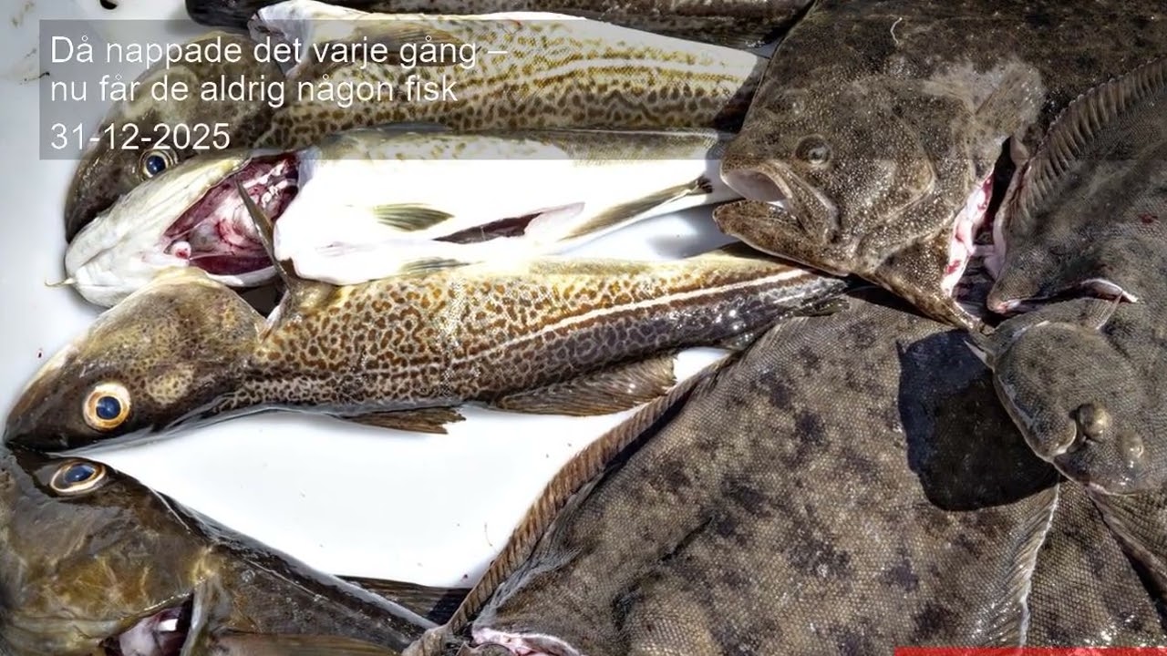 Då nappade det varje gång – nu får de aldrig någon fisk