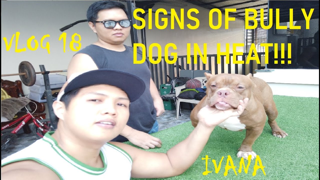 VLOG 18 SIGNS THAT YOUR DOG IS IN HEAT FEAT. IVANA | DON RAIDER