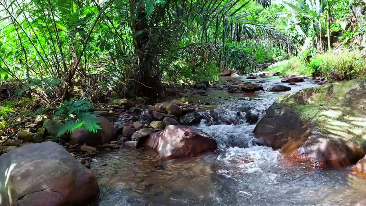 Deep Jungle River Ambience with Flowing Water and Moss Covered Rocks Natural Calm