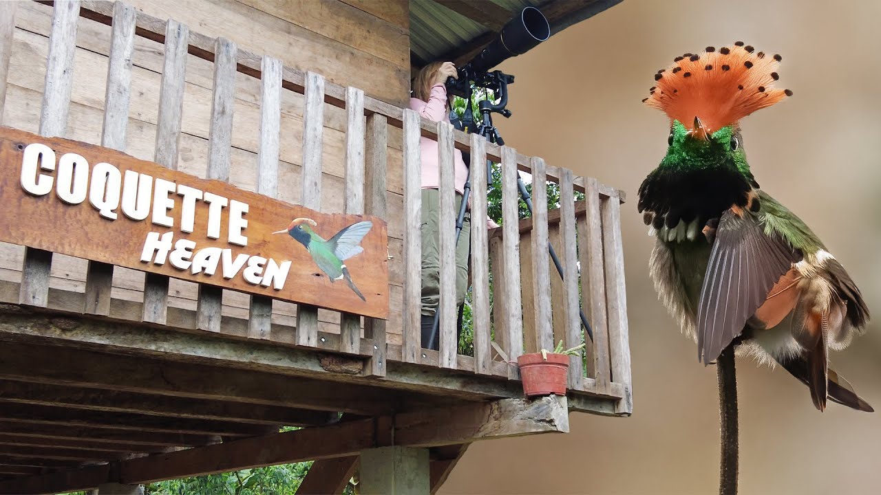 A Birdwatcher’s Dream: Coquette Heaven!