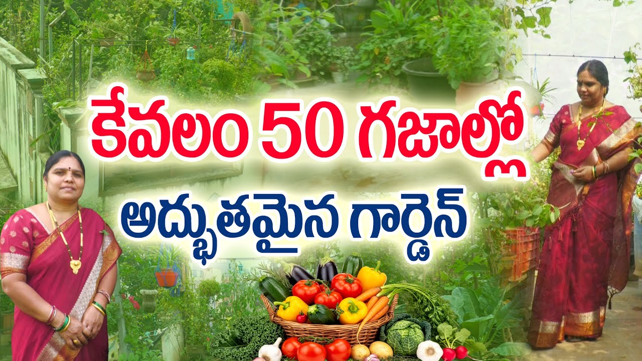 అతి తక్కువ స్థలంలో అద్భుత ఆహార వనం | #Terrace Gardener Shanti #HomeGarden #OrganicFarmingTelugu