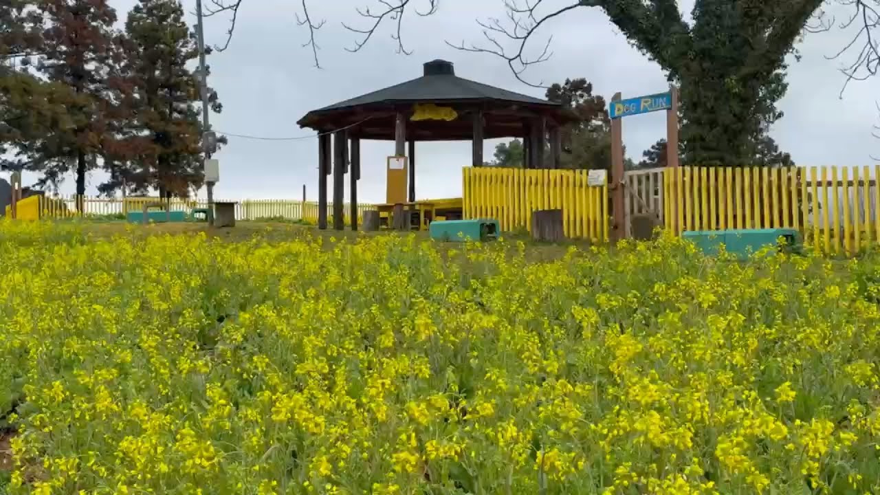 2025/03/03　蝋梅から菜の花へ　まもなく訪れる犬寄峠の黄色い丘の超超超超超絶景の春風景　〜愛媛県伊予市〜