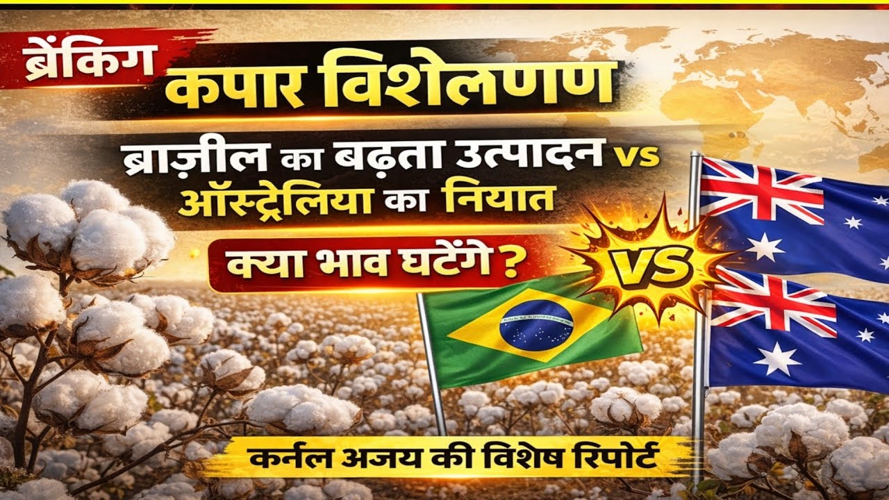 कपास विश्लेषण , ब्राजील का बढ़ता उत्पादन vs ऑस्ट्रेलिया का निर्यात, क्या भाव घटेंगे? 