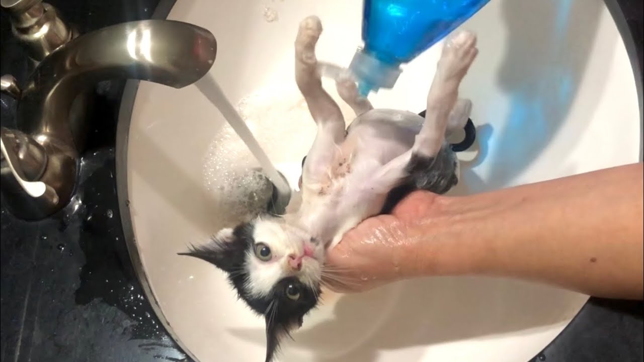 Kitten Bath - So Much Flea Dirt!!