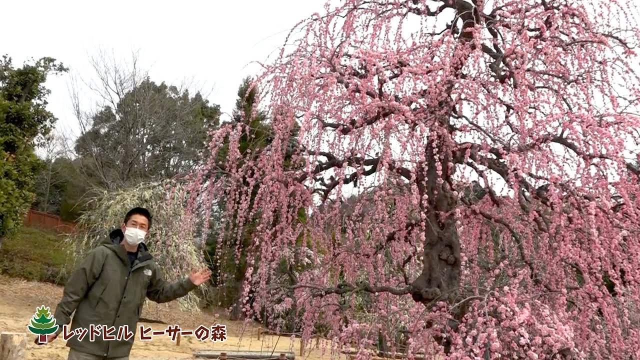 春のレッドヒルの魅力