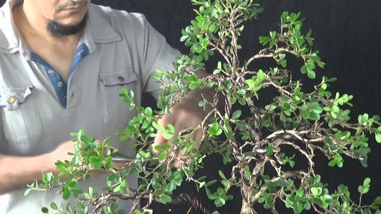 Joe (buxinho) vídeo 1
