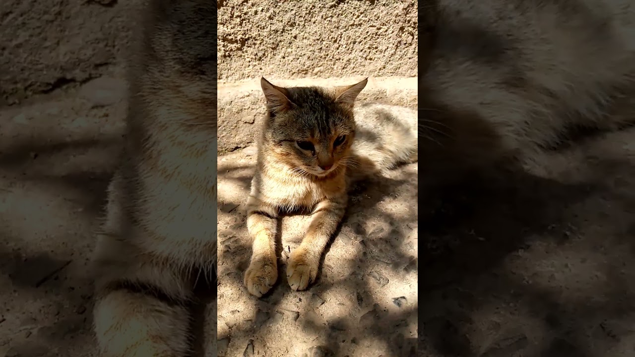 🐈Cats under the tree 🌴. 