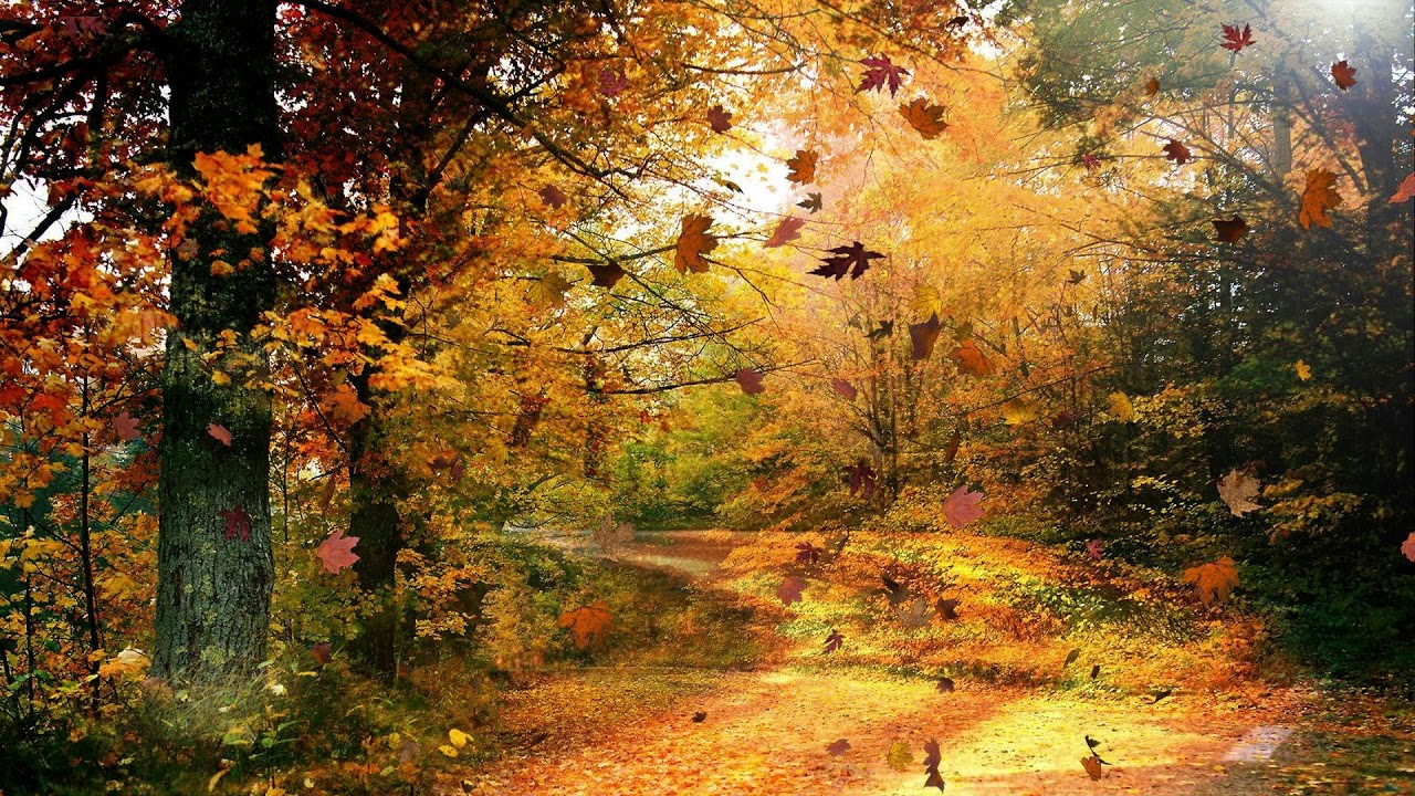 Forest sounds with wind - 1 Hour Nature Sound Effects of Light Windy Gusts in Woodland Forests Trees