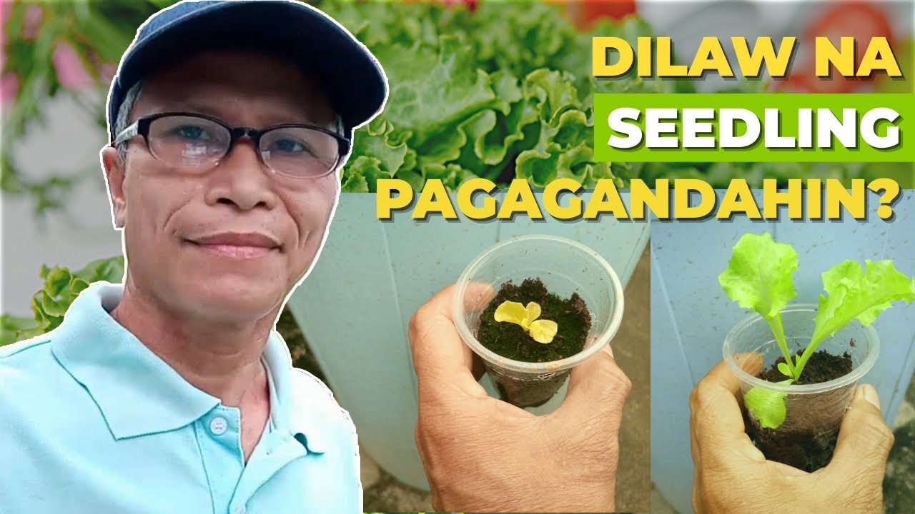 PAANO PAGANDAHIN ANG YELLOW Na Lettuce Seedlings | Lettuce in a Cup DIY Hydroponics Farming