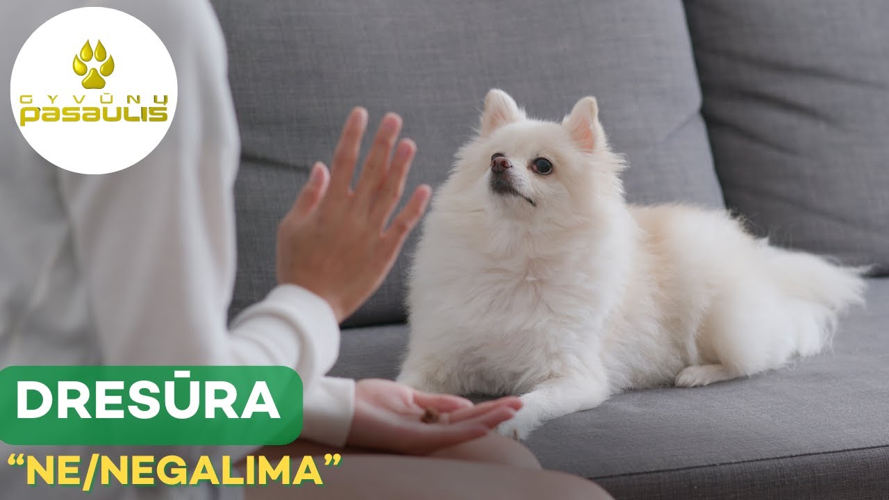 Kaip išmokyti šunį komandos "ne/negalima"?