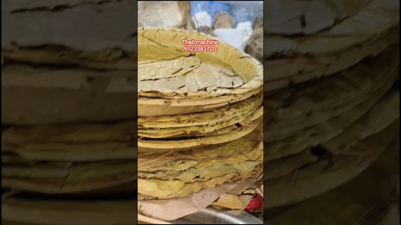 Paper plate making machine| Plate machine| Thali machine|Salpata making machine #machine
