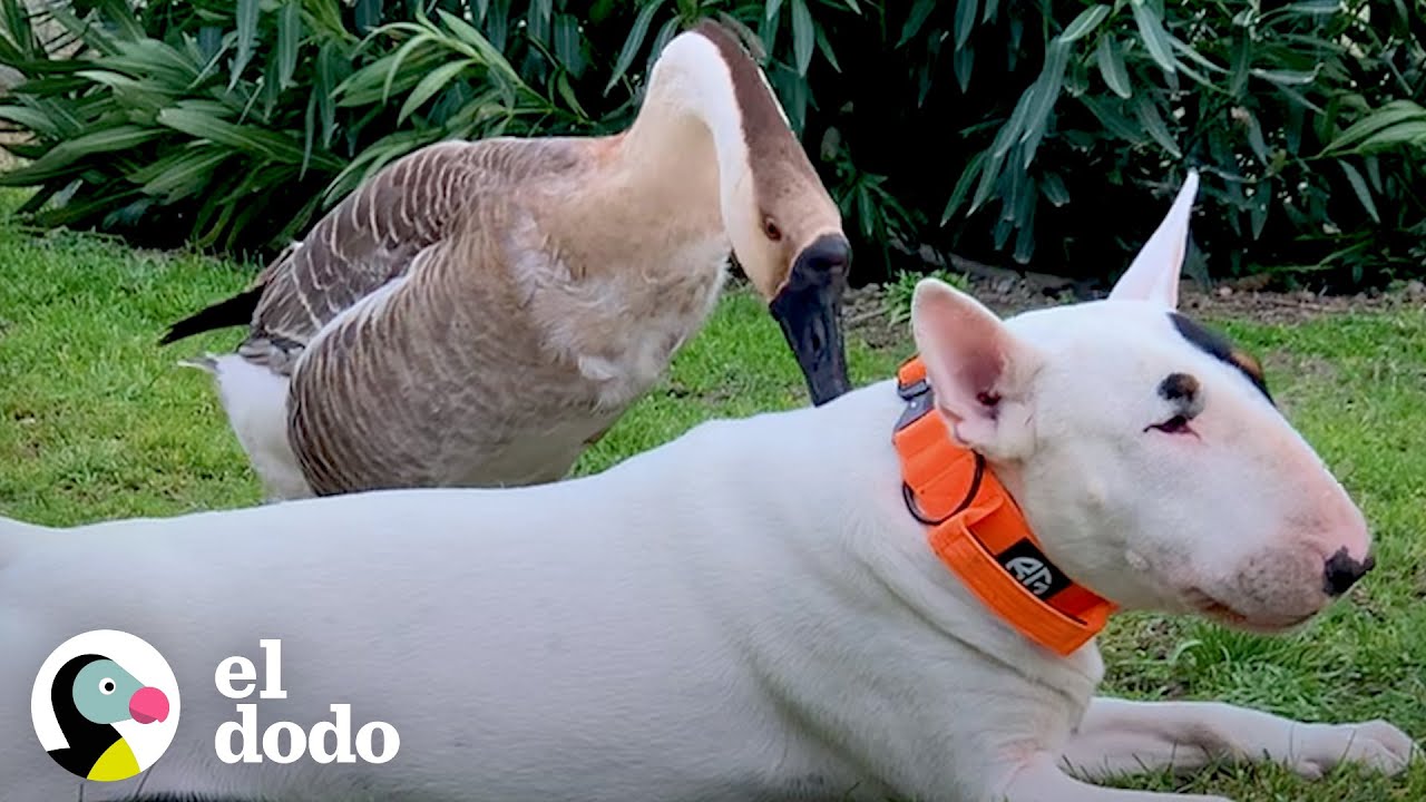Ganso camina sobre la cabeza de su hermano perro para despertarlo | Parejas Disparejas | El Dodo