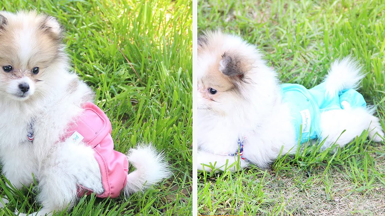 Top 5 Best Cat Diapers Review | Our Recommended Diapers in 2023
