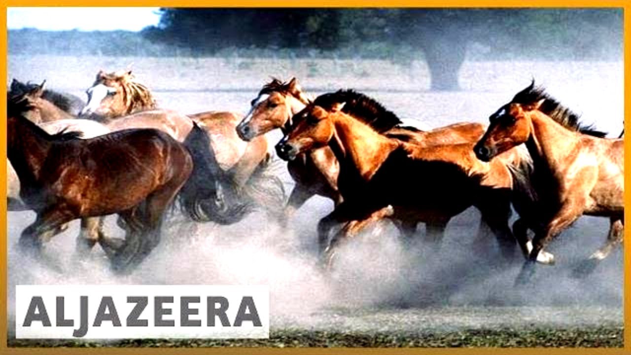🇦🇷 Клонирование лошадей для поло в Аргентине вызвало споры | Al Jazeera (английский)