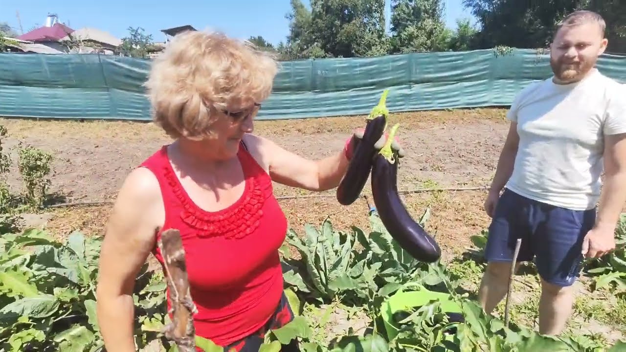 AM CULES VINETE🍆PATEU DE STRUȚ 🍗AM PLANTAT CARTOFI🥔 BORCEAG PENTRU MASĂ VERDE