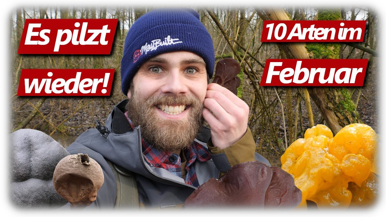 Pilze ohne Ende | XXL Judasohren und vieles mehr | 10 Arten im Februar 2024