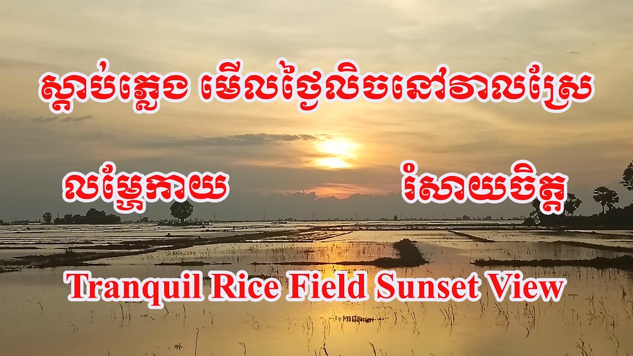 The setting sun shines on the water of the rice fields, it's a sight to behold and a comfort to the