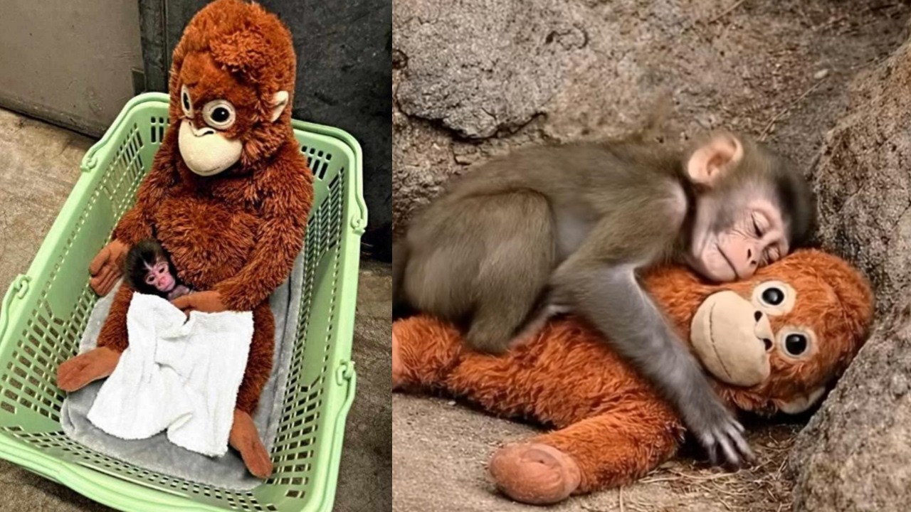 Abandoned Baby Monkey Finds Mom in Stuffed Toy ❤️ #HangInTherePunch