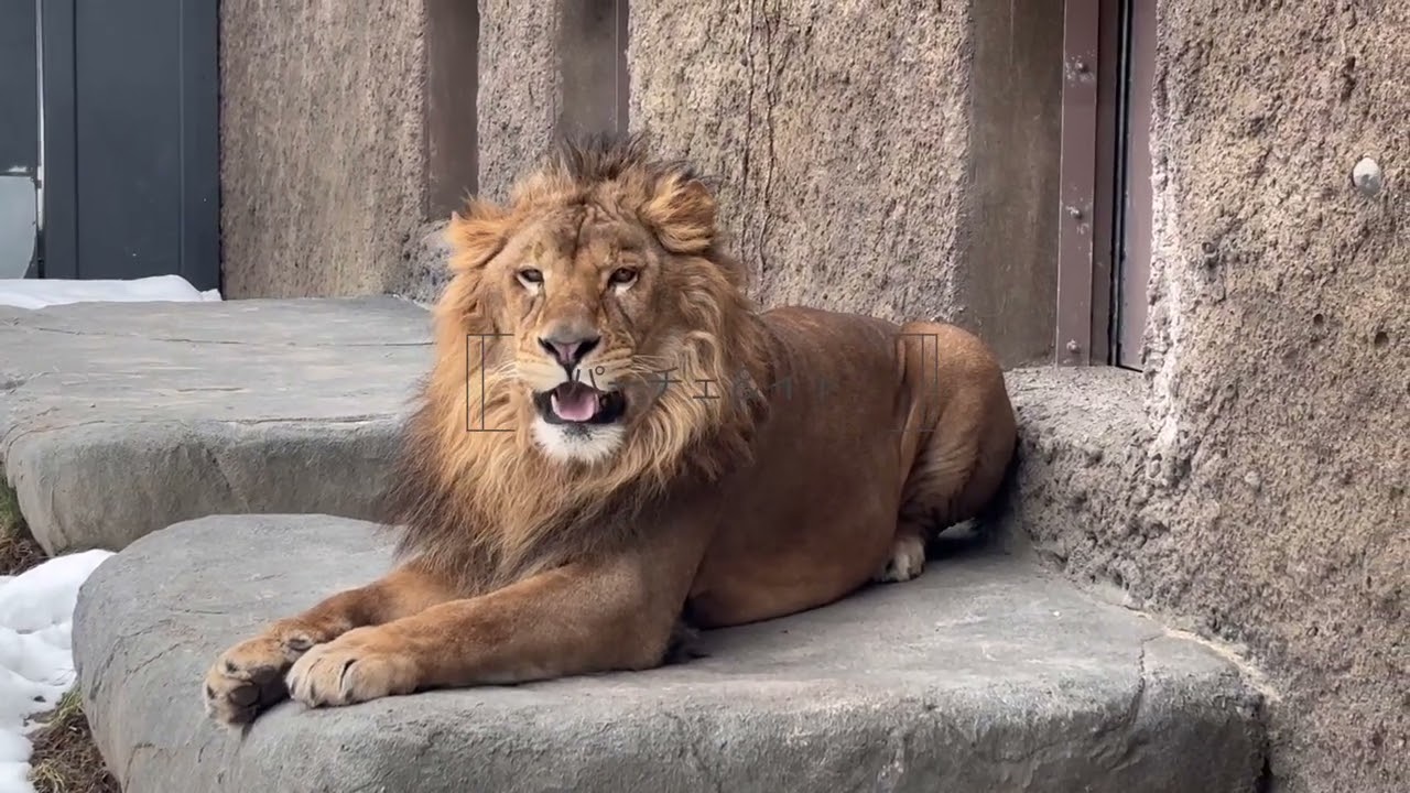 円山動物園ライオンパーチェ＆イト　2026.3