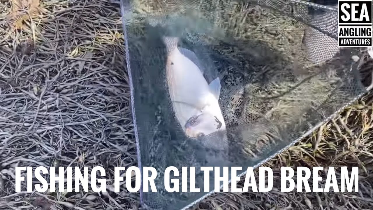 Sea Fishing Videos UK | Gilthead Bream Fishing
