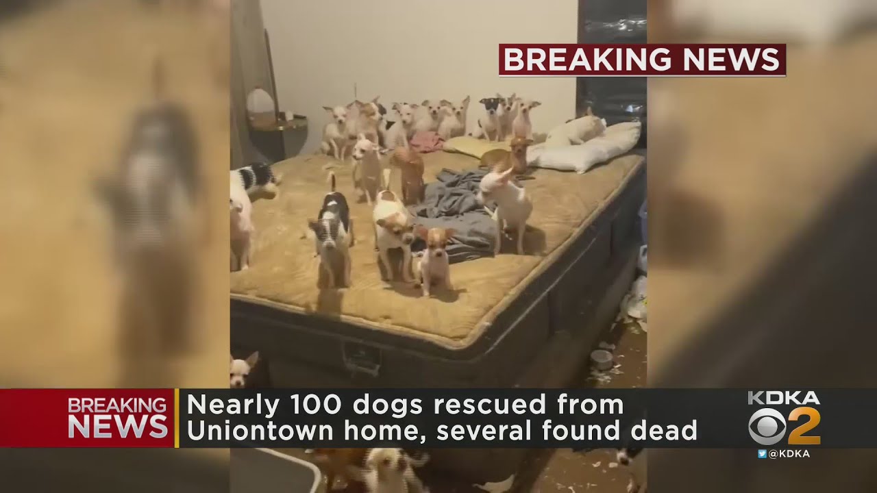 Nearly 100 Dogs Rescued From Fayette County Home