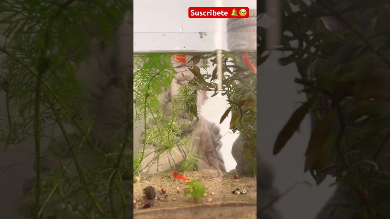 Peces GUPPY #shorts #shortvideo #shortsfeed #viral #viralshorts #viralvideo #fish #india #usa #fyp