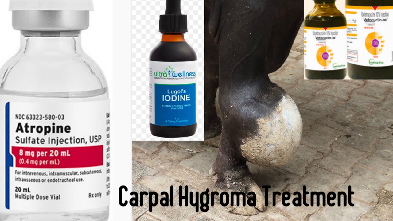 Carpal Hygroma Treatment ! भैसों में जॉइंट में जमा पानी का दवाओं से कैसे करें उपचार ?